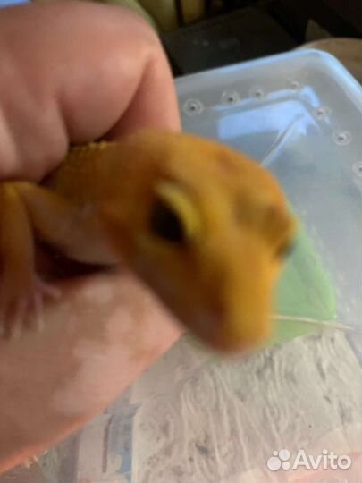 Эублефары 3 самочки