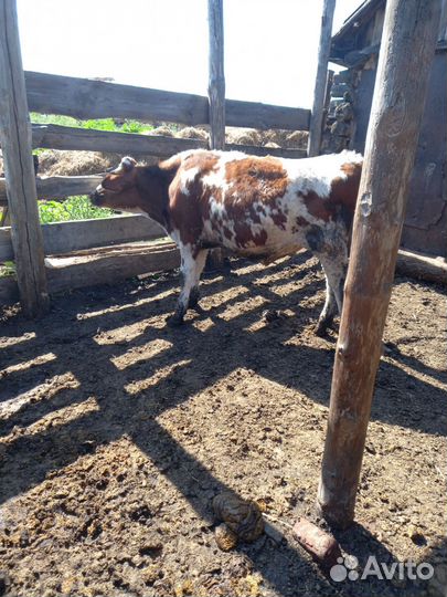 Домашние Бычки и телки