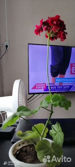 Плющелистная пеларгония