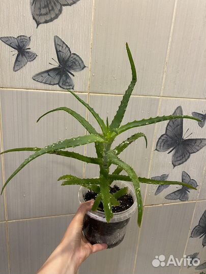 Алоэ столетник