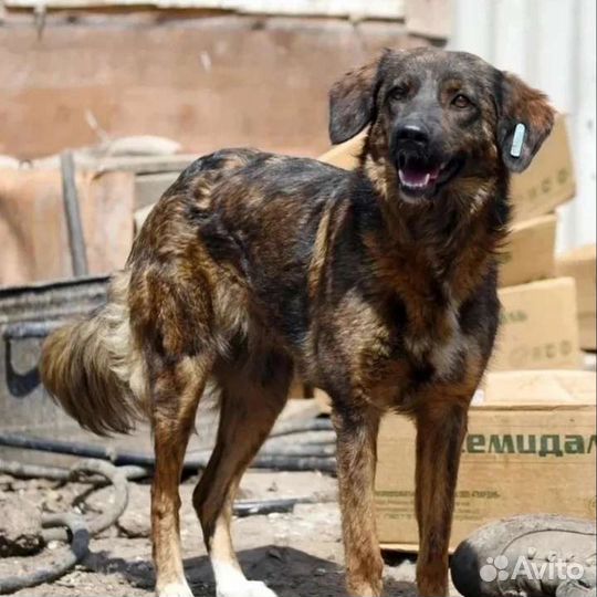 Собака в добрые руки