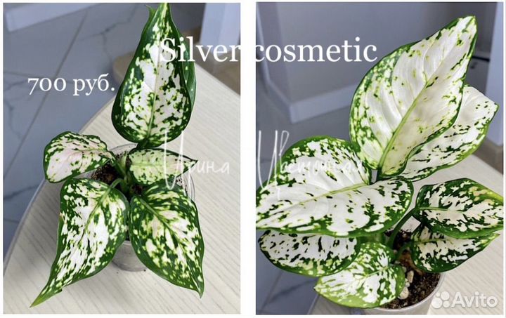 Аглаонема Сильвер косметик