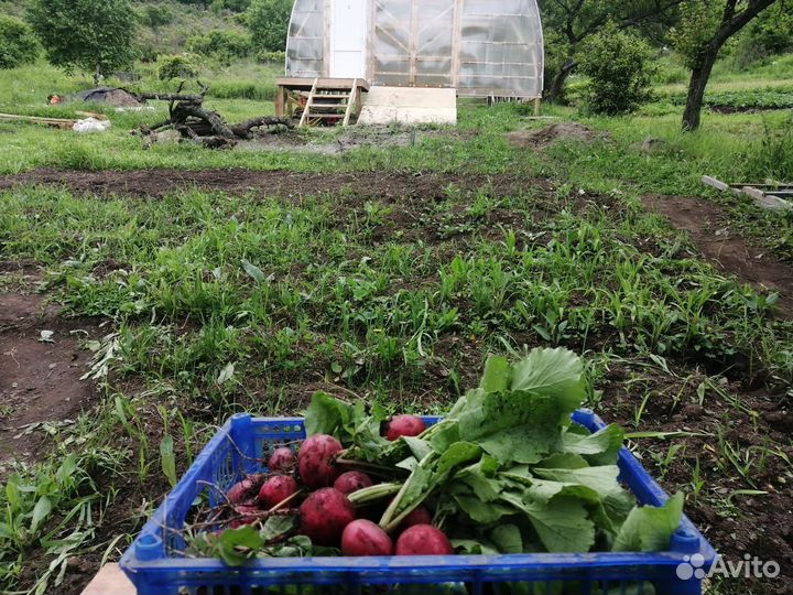 Продам редис 