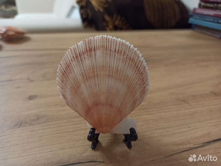 Морская раковина