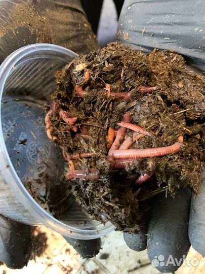 Червь навозный