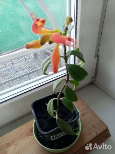 Комнатные цветы