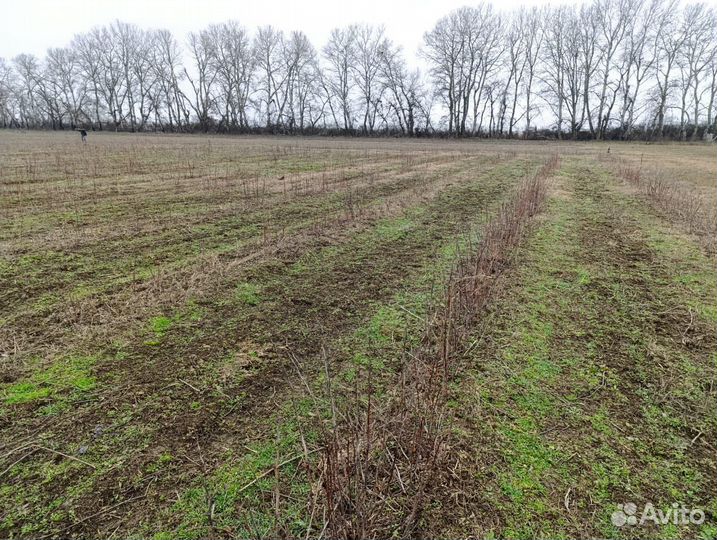 Куст малины