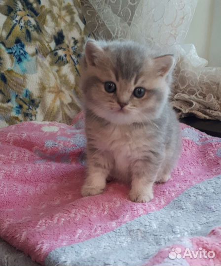 Британские котята