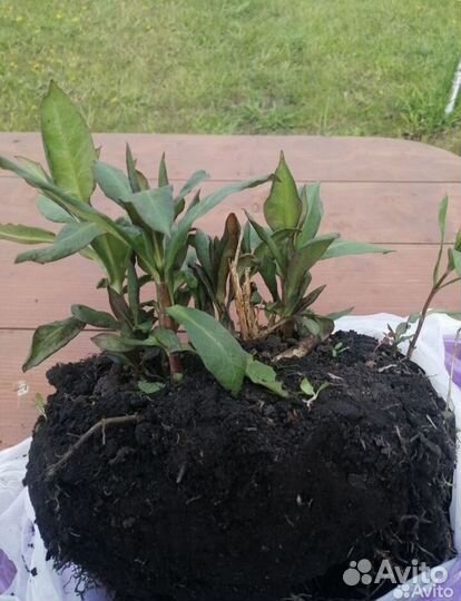 Флоксы многолетние