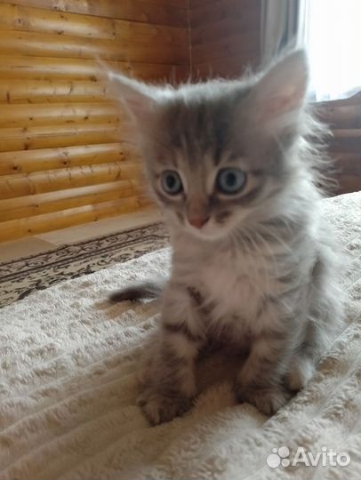 Котенок сибирский