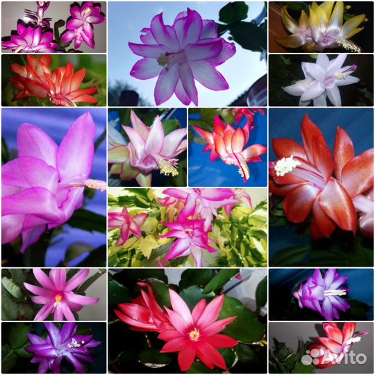 Шлюмбергеры почтой