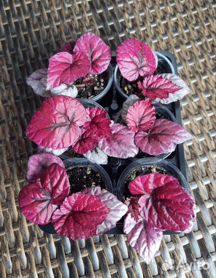 Бегония декоративно лиственная Инка Файер (детки)