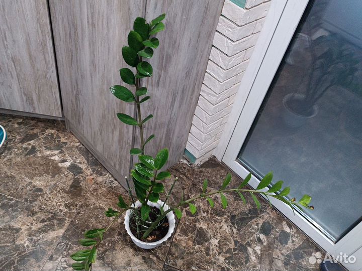 Замиокулькас