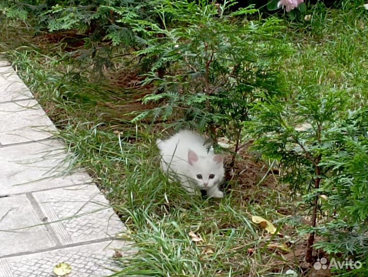 Котята отдам в добрые руки бесплатно