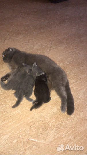 Черная британская девочка, бесплатно