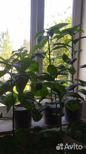 Рассада Каролина острого перца,Хабанеро,Скорпион