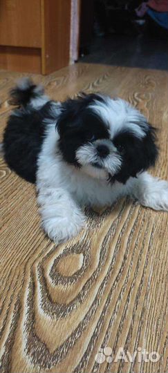 Щенки ши-тцу