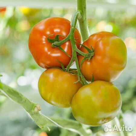 Семена Томата 