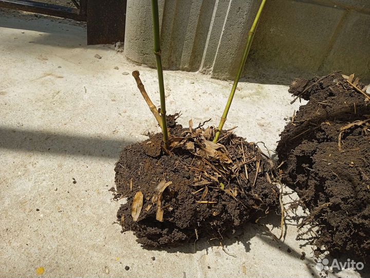 Бамбук морозостойкий