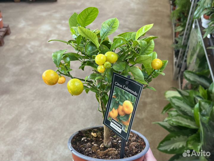 Цитрофортунелла Каламондин Цитрус