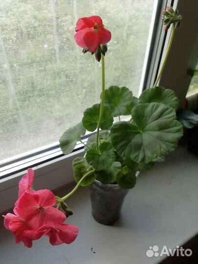 Комнатные растения цветущие