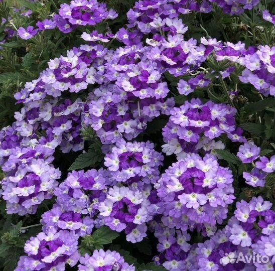 Вербена вегетативная