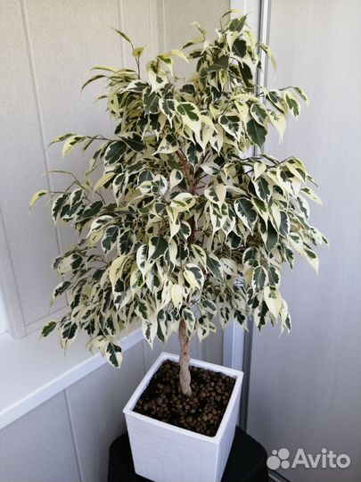 Фикус бенджамина пестролистный