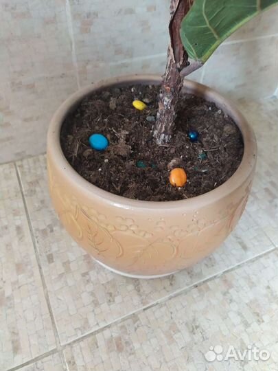 Фикус Лирата Бамбино 1,5 м