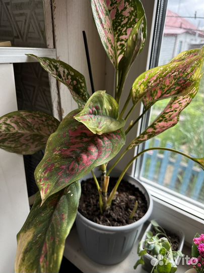 Диффенбахия