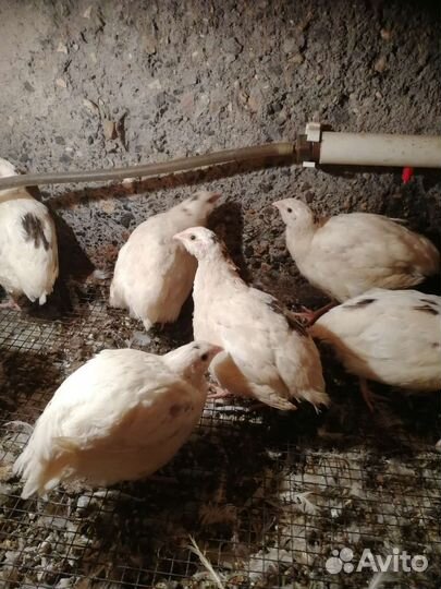 Перепёлки Яйца мясо перепелиные, клетки