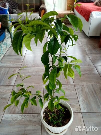 Мандариновое дерево ростки