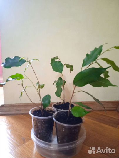 Фикус бенджамина