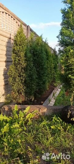 Туя смарагд