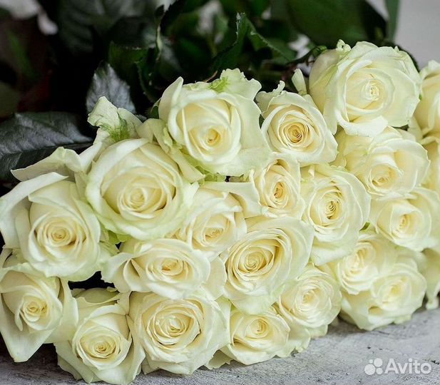 Высокие розы