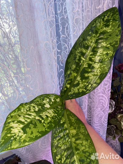 Диффенбахия Кроун