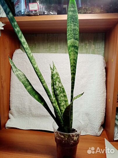 Сансевиерия