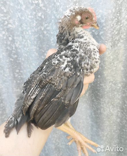 Утки, петухи