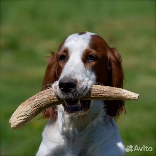 Лакомства для собак рога погрызушки
