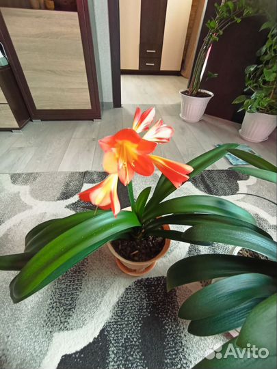 Комнатные цветы кливия