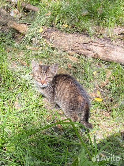 Котёнок в дар