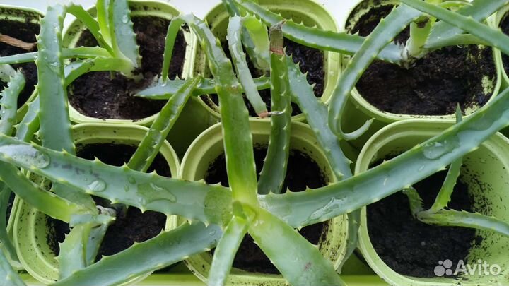 Алоэ столетник