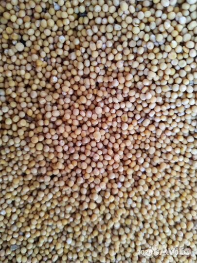 Горчица белая семена