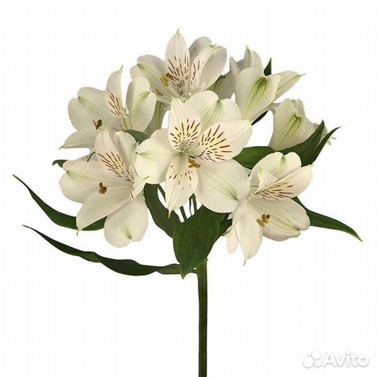 Гипсофила с бесплатной доставкой