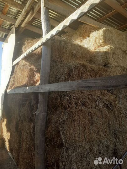 Сено,люцерно,суданка