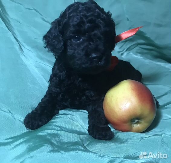 Той-пудель мальчик