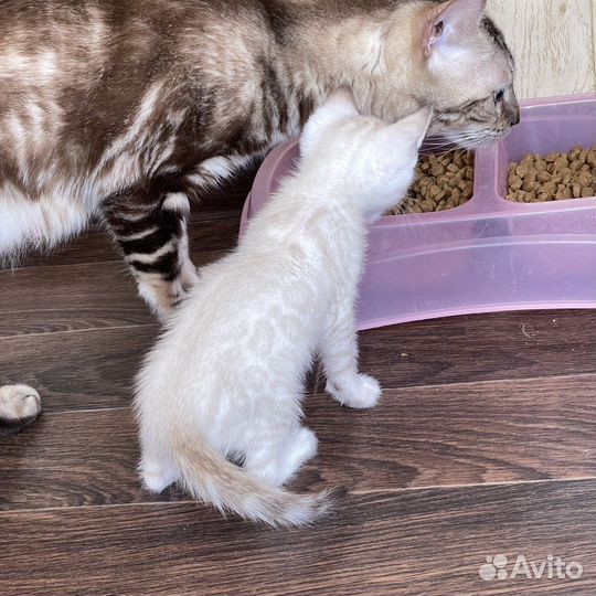 Бенгальские котята