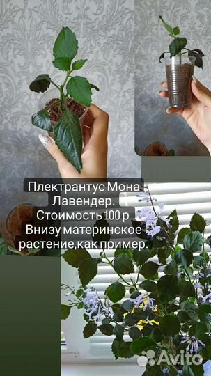 Пилея прижатая,плектрантус Мона Лавендер,лудизия