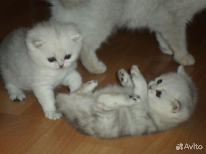Вислоухие котята чистое серебро, глаза зеленые
