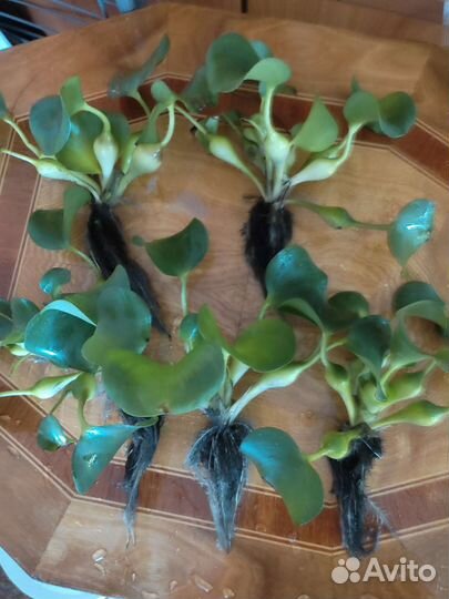 Водный гиацинт