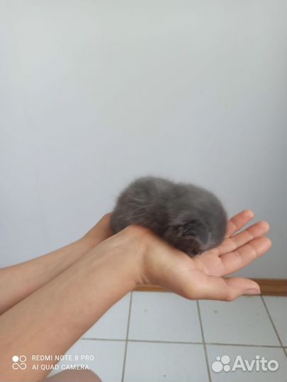 Вислоухий котёнок в добрые руки